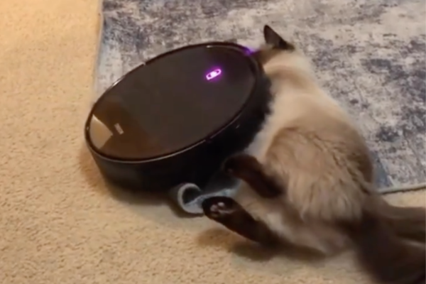 掃地機器人往貓咪身上狂擼的一幕萌翻不少網友。圖/翻攝自微博