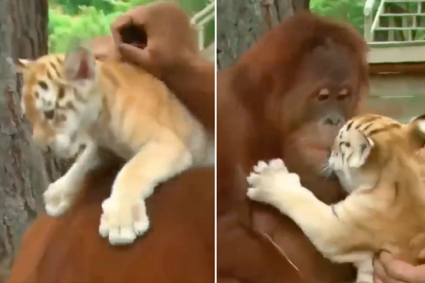紅毛猩猩和老虎寶寶跨物種的母子情誼融化不少網友。圖/翻攝自微博