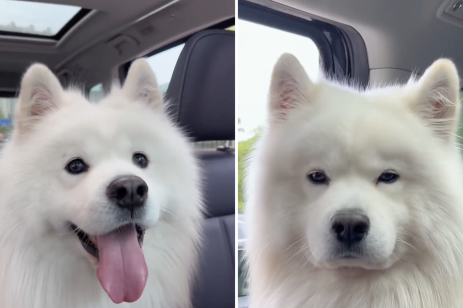 狗狗發現車子是開往獸醫院後臉上的笑容逐漸消失。圖/翻攝自微博