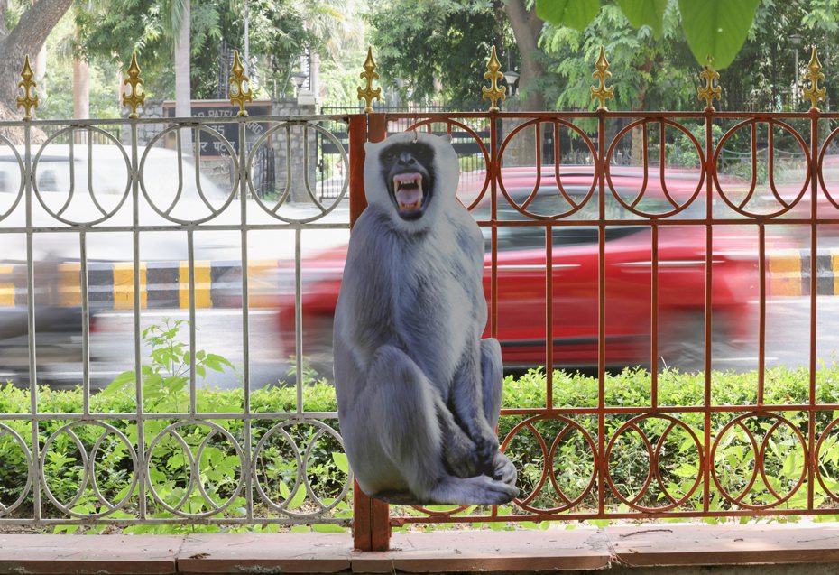 印度官員緊鑼密鼓準備下週登場的20國集團（G20）峰會，為防止四處出沒的獼猴鬧場，當局出動了一支「人扮猴」隊伍，並豎立猴型立牌，以趕走這些不速之客。路透社