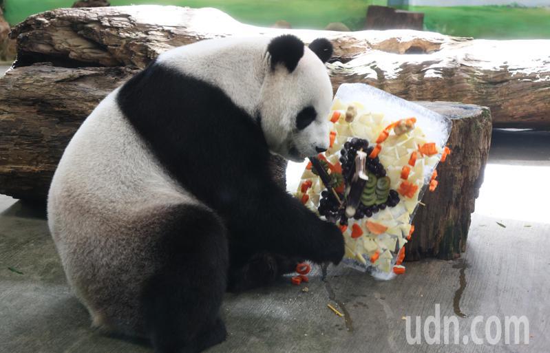 臺北市立動物園的大貓熊「圓圓」今天19歲生日，面對保育員送來的水果蛋糕，開心大快朵頤，不惜打翻蛋糕吃著甘蔗，模樣十分可愛。記者潘俊宏／攝影