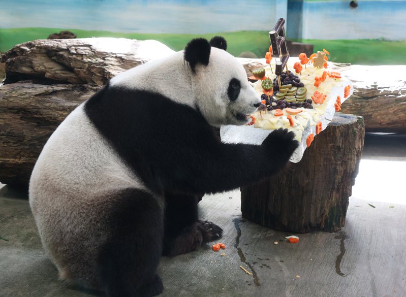台北市立動物園的大貓熊「圓圓」今天19歲生日，面對保育員送來的水果蛋糕，開心大快朵頤，不惜打翻蛋糕吃著甘蔗，模樣十分可愛。記者潘俊宏／攝影