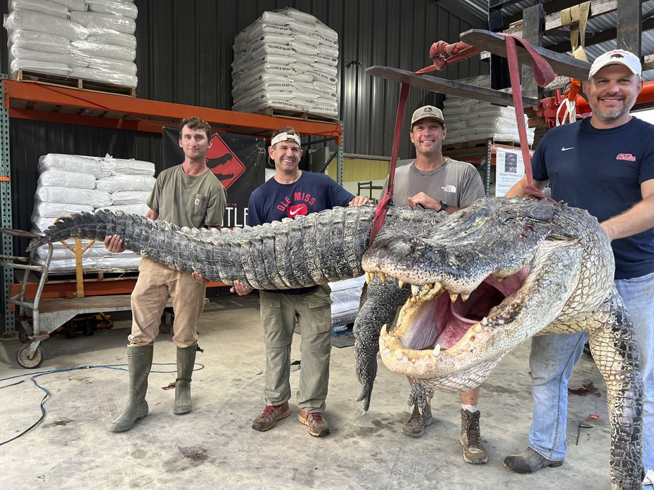 美國密西西比州4名鱷魚獵人日前捕獲一條重量超過360公斤、長度超過4公尺的鱷魚，經主管機關認證打破了密州紀錄。美聯社