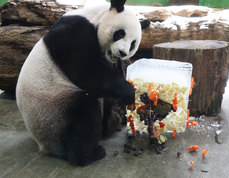 大貓熊「圓圓」昨天19歲生日，打翻蛋糕吃甘蔗，模樣十分可愛。記者潘俊宏／攝影