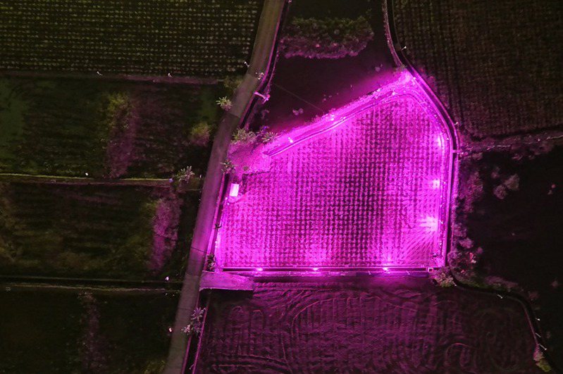 南投縣推動節能計畫，農民把茭白筍光照的燈源改為紫紅光波的LED燈，可節省電費，打造成紫紅色夢幻燈海。圖／南投縣政府提供