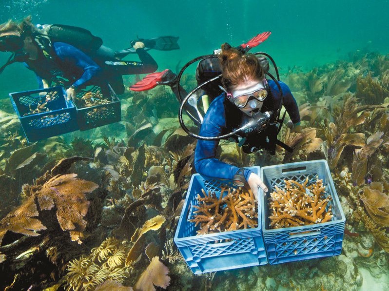 佛州珊瑚復育／美國佛州「珊瑚復育基金會」志工二○一五年於佛州外海，進行珊瑚復育工作。（路透）