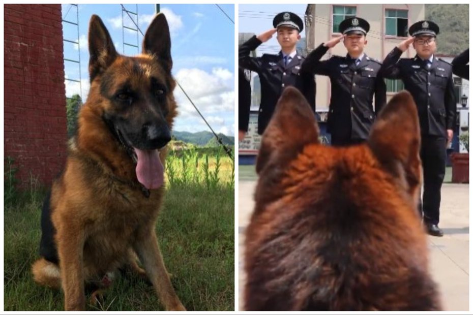 退役警犬黑澤日前因病過世。圖取自微博、中新網
