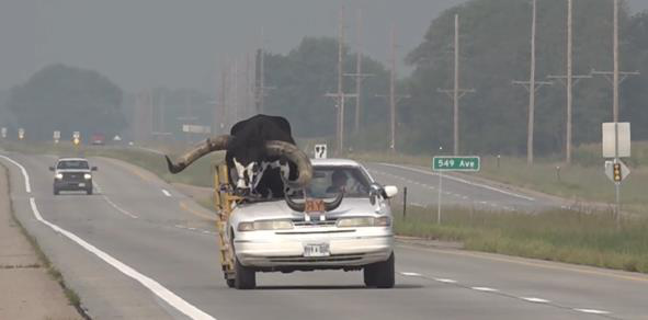 美國內布拉斯加州諾福克市（Norfolk）一名男子日前開車上高速公路，但副駕卻載著一頭牛。圖截自影片