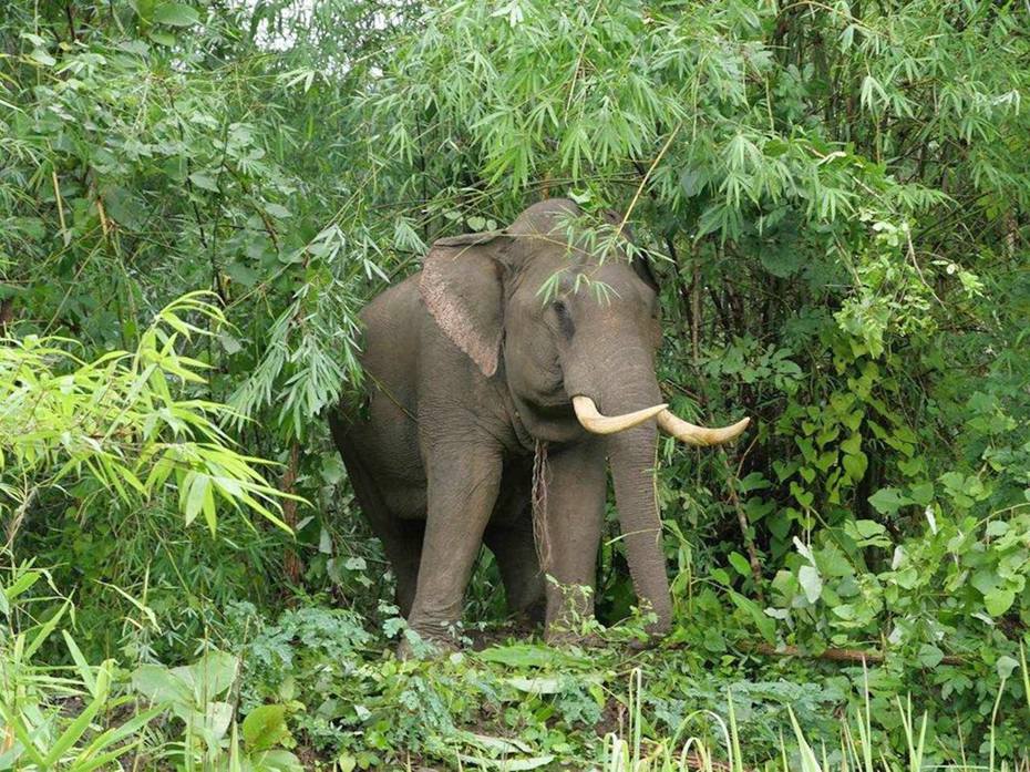 大象帕圖魯（Pha Tulu）被飼主帕皮度以276萬泰銖（約62萬港元）轉賣。（網上圖片）