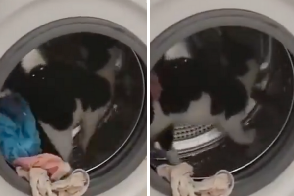 有飼主拍下自家貓咪把滾筒洗衣機當成滾輪在跑。圖／翻攝自微博