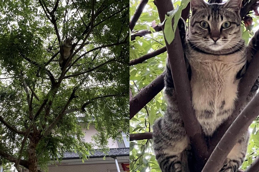 網友發現樹上有隻「虎斑貓頭鷹」。圖擷自貓咪也瘋狂俱樂部 CrazyCat club