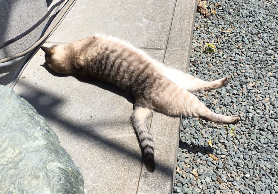 這隻橫躺在路邊的虎斑貓因為陽光斜射產生的光影視覺差，看起來就像是懸在半空中。（圖／翻攝自推特 @zen_nif）