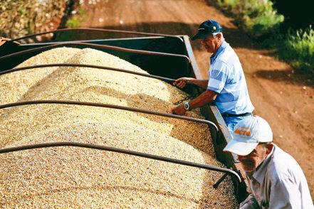 根據美國農業部公布8月31日結束的2022/2023年收成數據，巴西已經超越美國，成為世界上最大的玉米出口國。（路透）