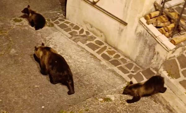 義大利中部一處國家公園附近有一頭母熊遭到槍殺，引發義國公憤。路透