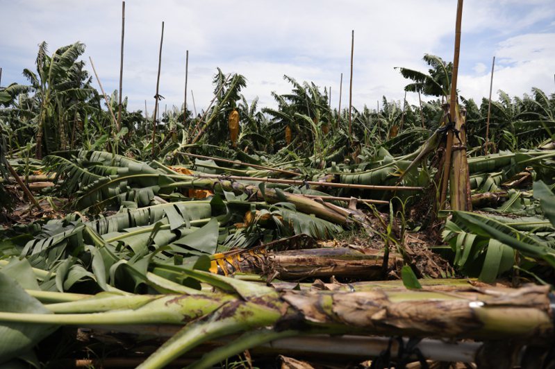 今年第11號颱風海葵直撲台灣，縣府籲農友密切注意氣象資訊，加強防災降低損害，農改場則提供連續降雨應對措施。圖為香蕉倒伏示意圖。記者張已亷／攝影