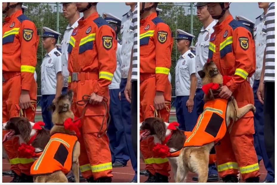 搜救犬退役典禮上抱住訓導員大腿不捨分離。圖取自微博