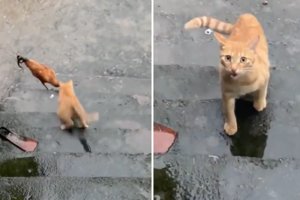 貓咪小魚乾被搶走後回頭向女子哭訴的一幕，讓許多網友看了也說要趕快再賠牠點心吃了。圖／翻攝自微博