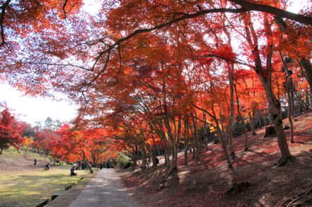 伊豆半島修善寺有伊豆最大楓林，亦是許多文學作品的取景地。靜岡縣觀光協會／提供