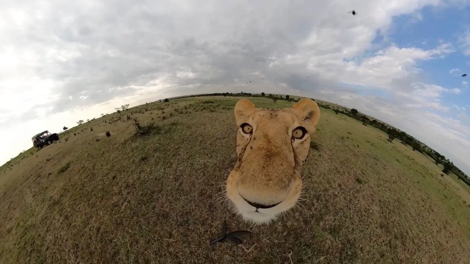 一名攝影師前往國家公園旅遊時，為了記錄動物的生態便將GoPro攝影機放在草地上，沒想到被一隻好奇的母獅發現，母獅便叼著它到處拍自拍，對攝影機充滿好奇的模樣全被錄下。 (圖/取自影片)