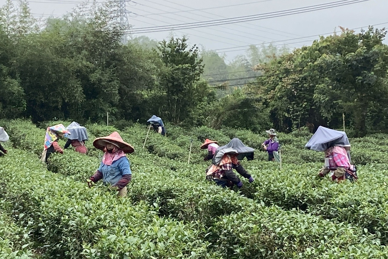 茶農進行茶葉採收。報系資料照
