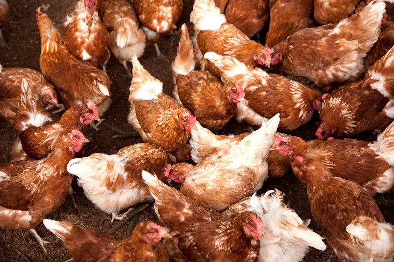 日本石川縣受到高溫影響8月約有1萬8000隻雞隻死亡，死因疑多為中暑。示意圖，非新聞當事照。圖／ingimage