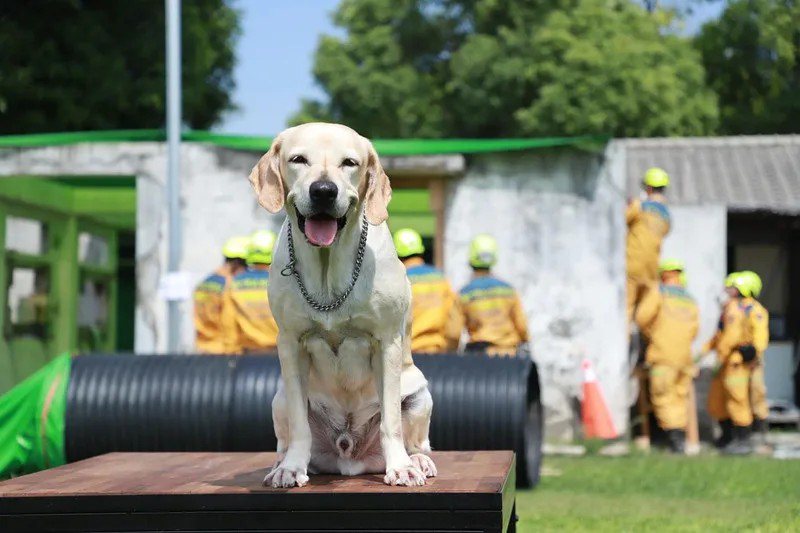 台中市消防局搜救犬鐵雄因已屆齡，消防局辦理除役，開放市府員工、志工領養。圖／台中市政府提供
