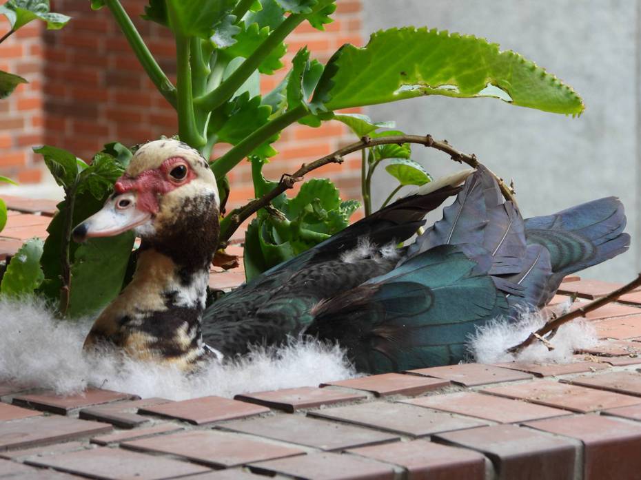 溪湖高中三樓教室陽台來了一隻紅面番鴨在陽台築巢生蛋，讓師生嘖嘖稱奇。圖／溪湖高中提供