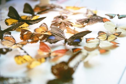 蝴蝶畫，不做任何飾染，純手工製作。圖／本報四川瀘州傳真