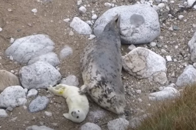 海豹媽媽幫抓癢抓到睡著。圖取自YouTube
