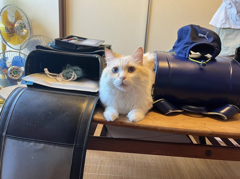 貓咪把自己塞進書包之間，像是要一起去學校上課。圖擷自X（原推特）@omochi_nam01