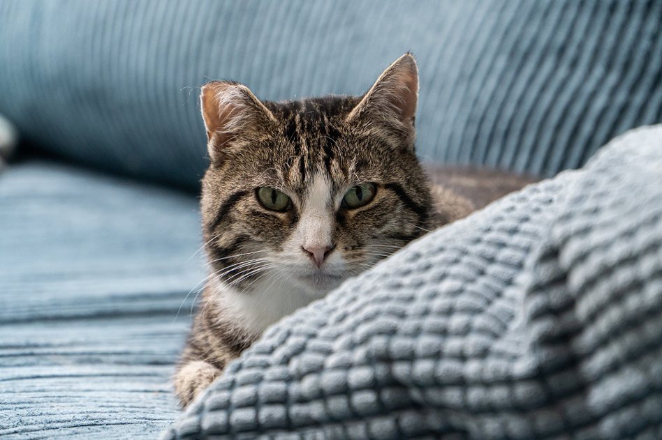想要有張完整的舒適沙發，首先你得先了解自家貓咪的習性───更重要的，就是挑選耐磨又抗污的貓抓布系列沙發！ Photo by Petrebels on Unsplash