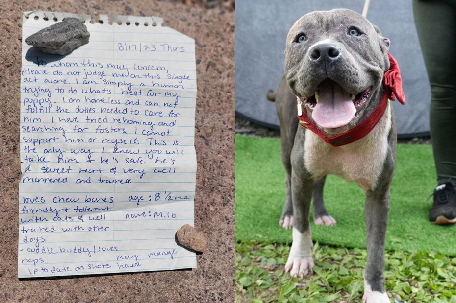 手寫信字跡工整，字裡行間流露出對愛犬「米洛」（Milo）的愛與不捨。（圖／翻攝自Facebook LifeLine Animal Project）