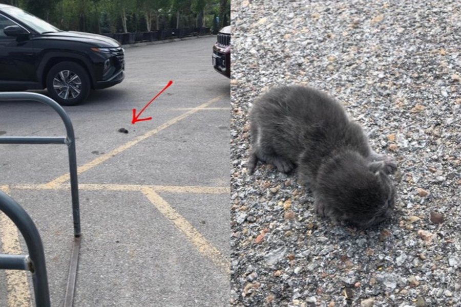 女子在停車場看見一攤油漬，沒想到其實是一隻活生生的幼貓。圖擷自臉書/Lincoln's Symphony Orchestra