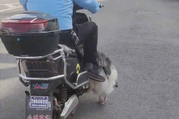 後方用路人拍下一隻狗狗趴在機車踏板上用舌頭狂舔馬路。圖/翻攝自微博