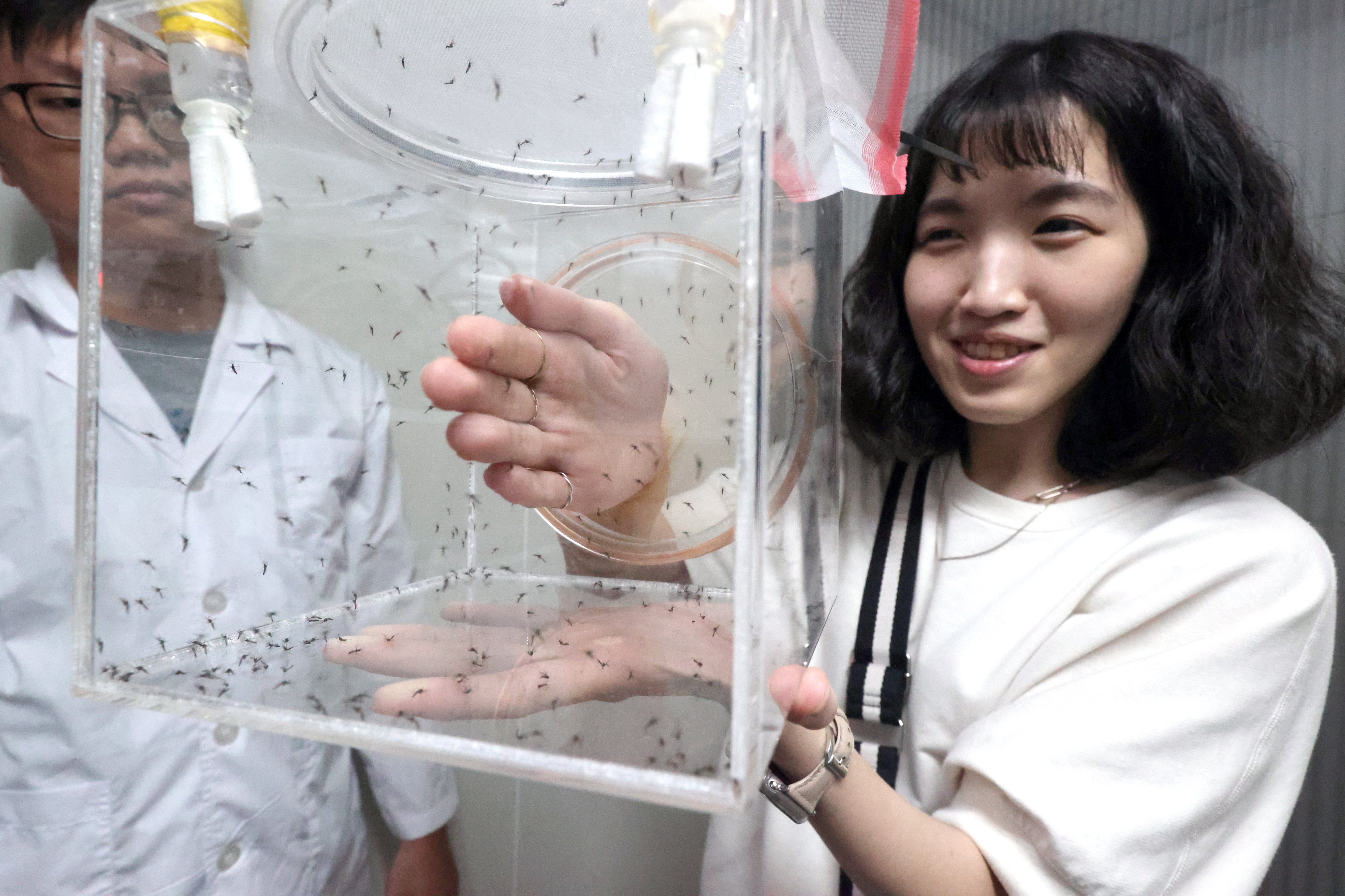 國衛院媒蚊傳染病防治中心培養的斑蚊。記者劉學聖／攝影