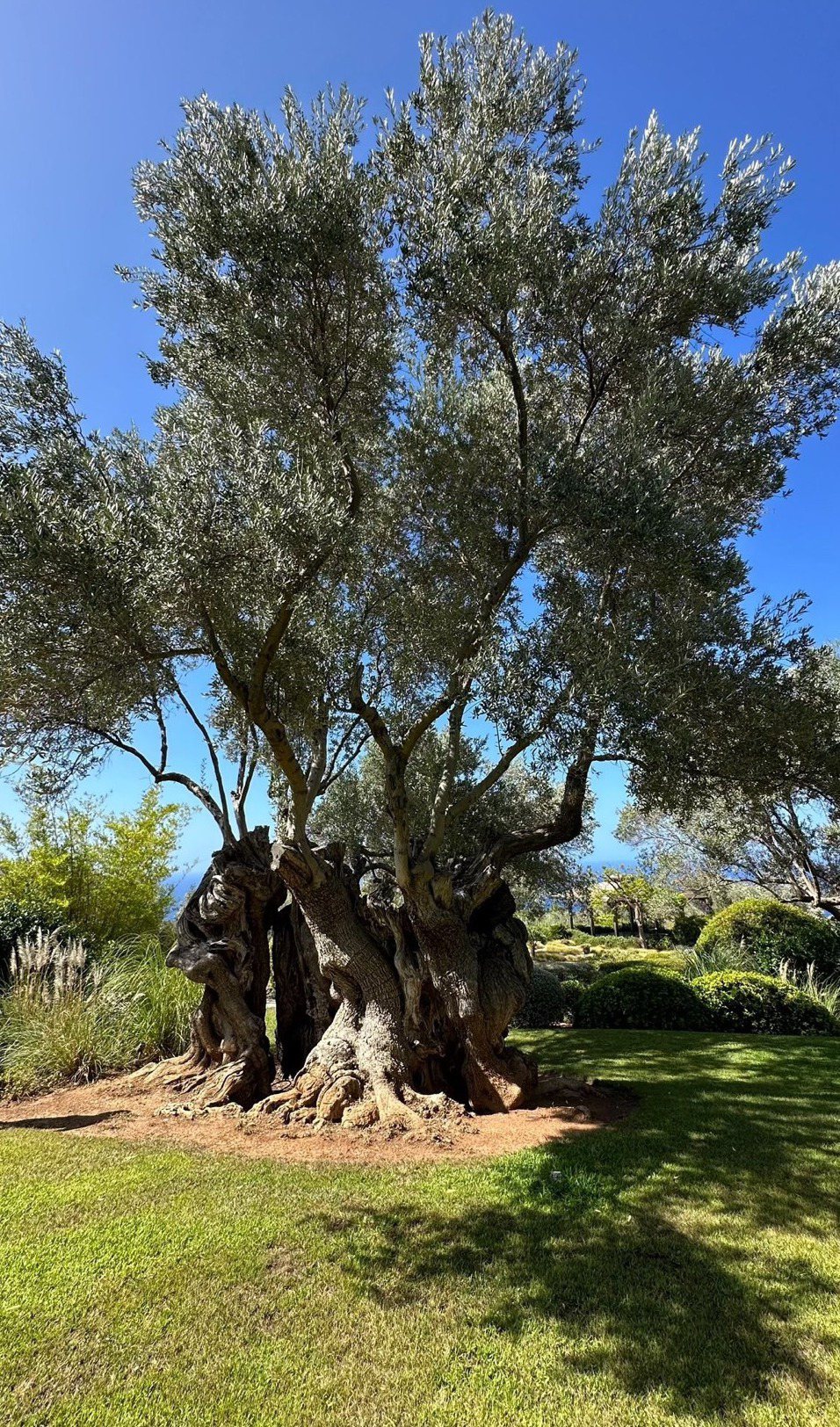 翁美慧在Mallorca上看到2500年的老橄欖樹，十分讚歎。圖／翁美慧提供