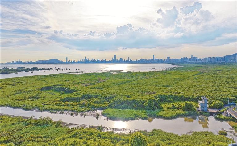 中國大陸將在深圳成立全球首個國際紅樹林中心。圖為深圳福田紅樹林濕地。圖／取自深圳特區報