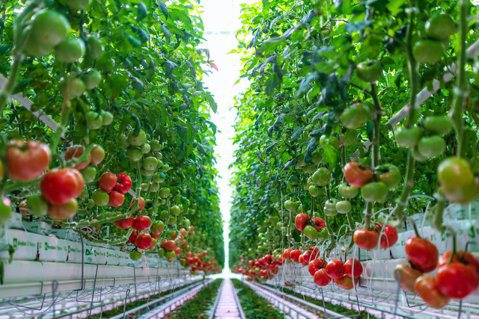 AppHarvest的番茄。 照片來源：Forbes