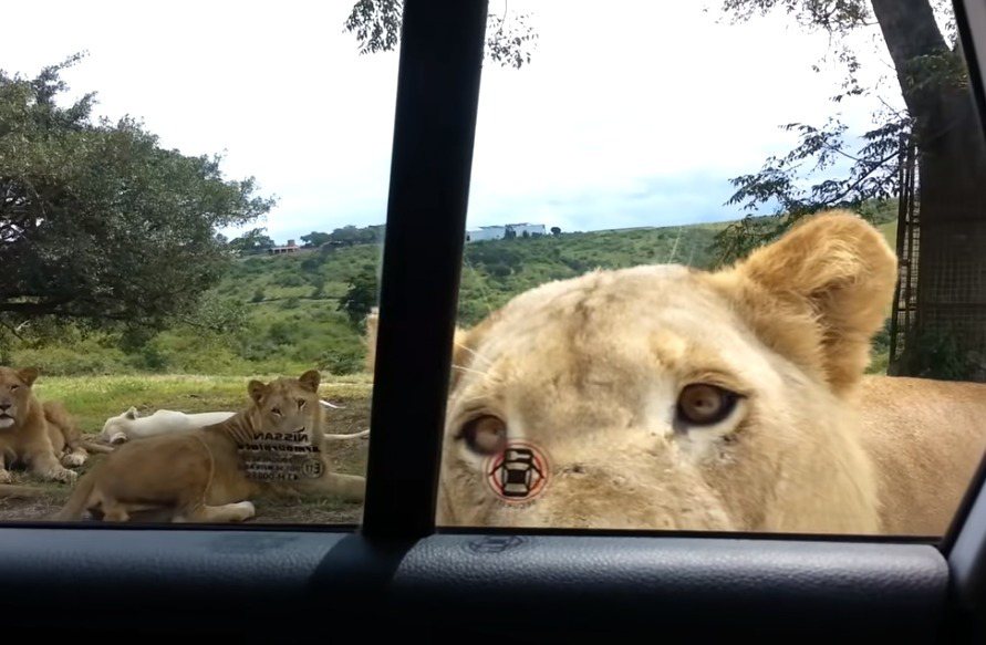 獅子好奇對汽車內部張望。圖取自YouTube