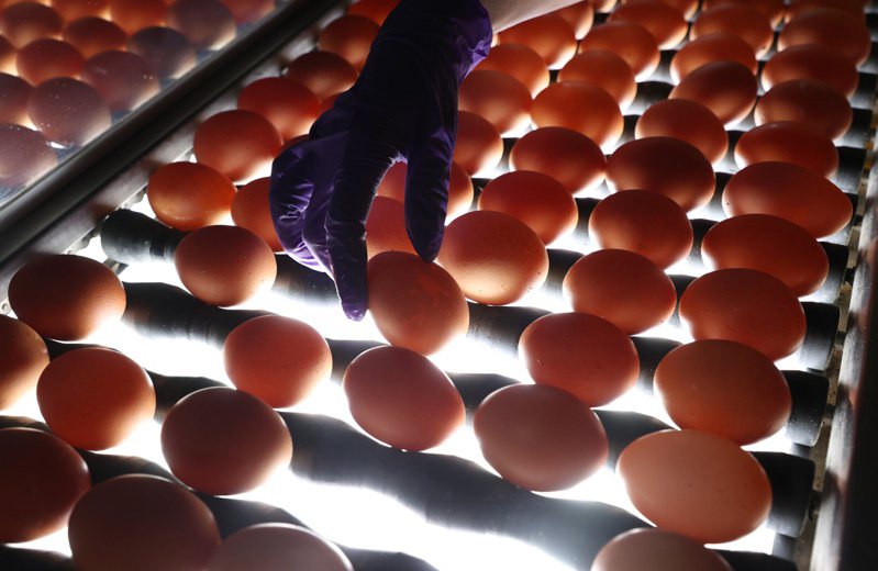 超思進口巴西蛋昨再爆出保存期限問題。我國雞蛋從雞舍輸送到分裝場後，經由人工挑選撿出次級蛋，再透過照光的方式，挑出有水痕、粗殼、變形或是破蛋。記者杜建重／攝影