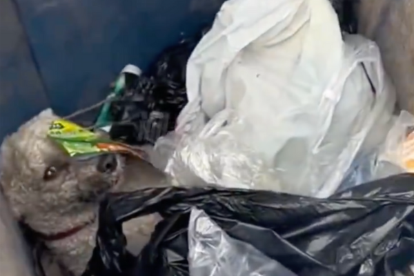 安徽有人發現一隻受傷的貴賓狗被直接丟棄在垃圾箱。圖/翻攝自微博