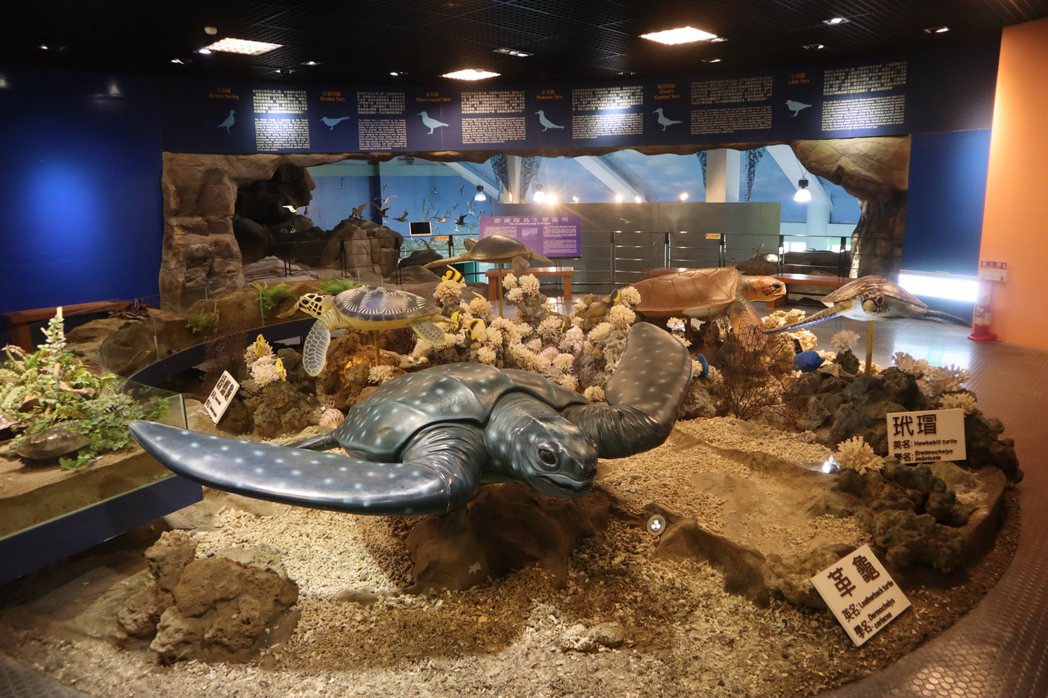 台灣周遭海域會出現的5種海龜品種。 圖／TTN旅報提供