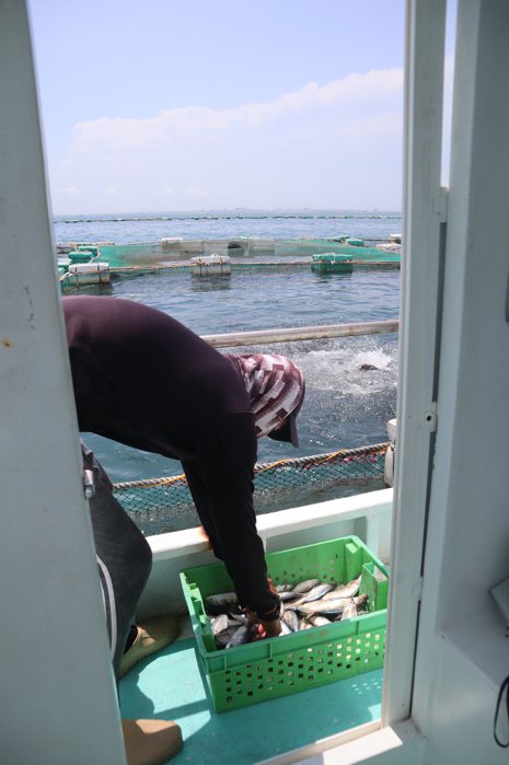 使用箱網養殖的魚群與天然海水魚，肉質鮮甜。 圖／TTN旅報提供
