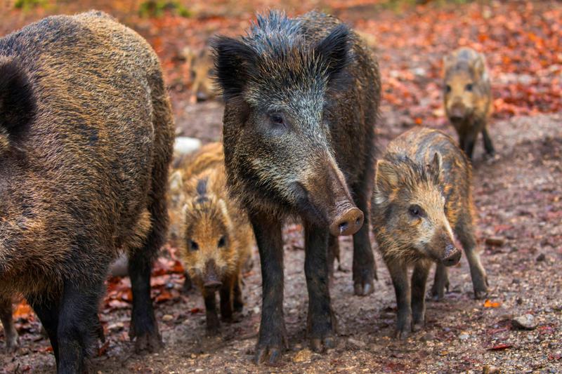 在德國南部巴伐利亞森林活動的野豬，近年因體內殘留高濃度輻射，引發科學家好奇輻射來源。路透/ Alamy