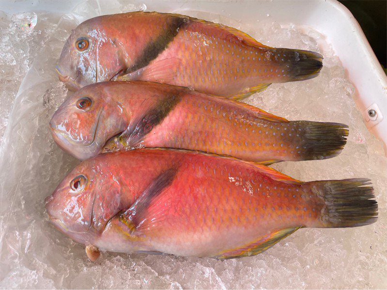 每年夏末秋初是藍豬齒魚最肥美時節。圖／新北市漁業處提供