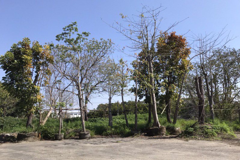 彰化縣政府在溪州公園附近設置樹木銀行，不少樹木枯死或樹況不佳遭批評。圖／彰化縣府提供