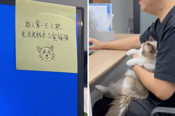 一間入職就發貓給員工的公司讓不少喜愛貓咪的網友看了超羨慕。圖/翻攝自微博