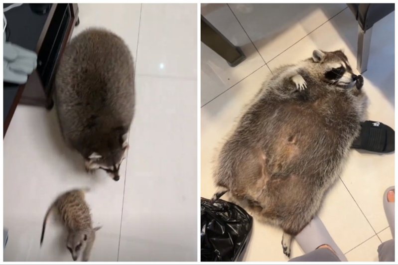 一隻寵物浣熊胖成煤氣罐，身材和同伴狐獴有很大落差（左）。圖取自抖音