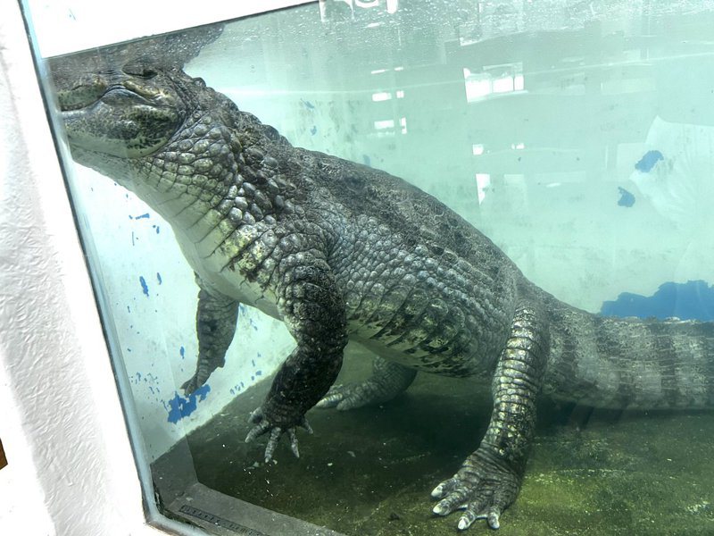 日本埼玉縣「深谷爬虫類館」發布公告，由於鱷魚吃得太胖所以決定減少餵食秀。圖擷自
@fukayahachu