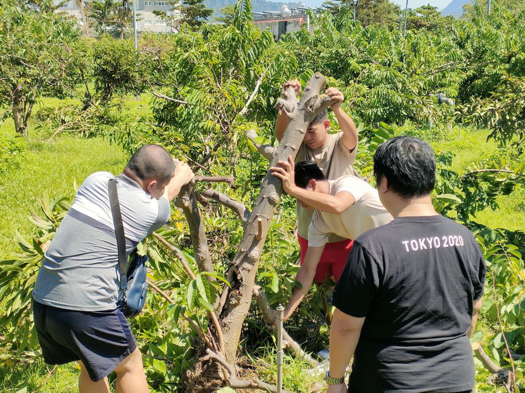 海葵颱風後至今，台東仍有釋迦果園還在復原，今天有東華大學外籍交換學生，協助農民修...